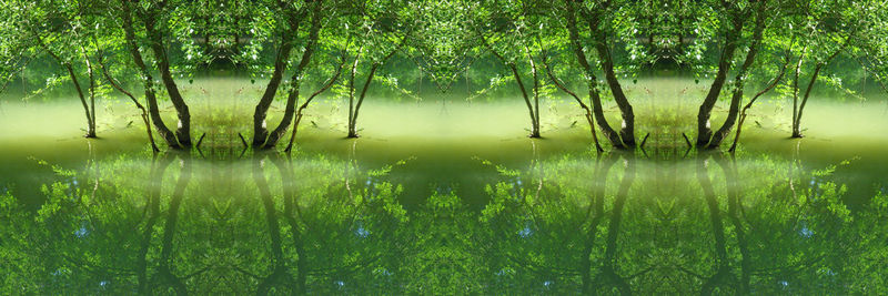 Digital composite image of trees in forest