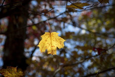 Low angle view of maple leaf on tree