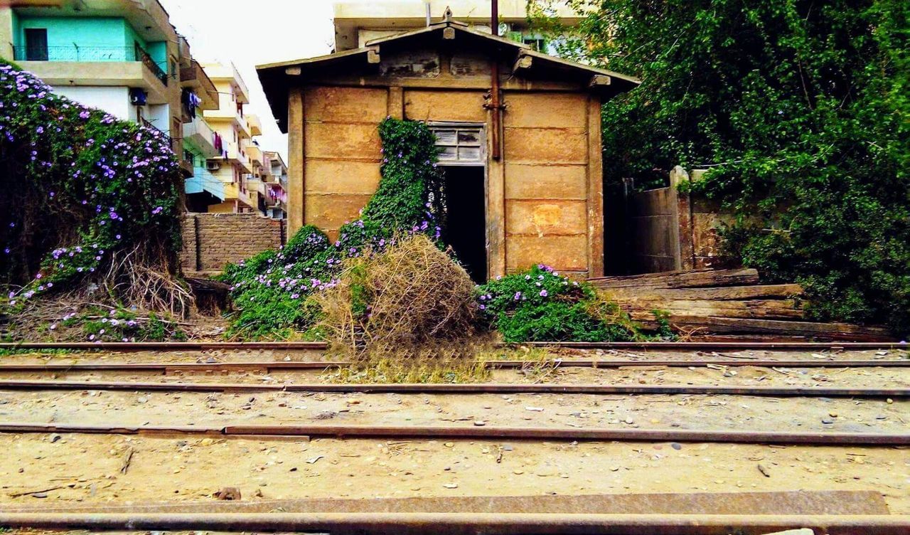 building exterior, plant, architecture, built structure, growth, flower, tree, house, outdoors, day, no people, nature