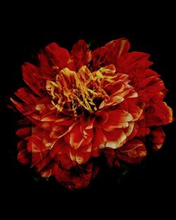 Close-up of red rose against black background