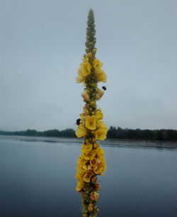 Close-up of yellow flowering plant by lake against sky