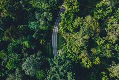 High angle view of trees in forest
