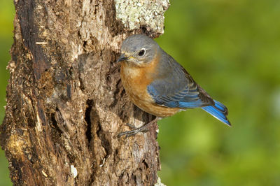 Close-up of a bird perching on tree trunk