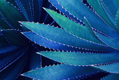 Full frame shot of succulent plant