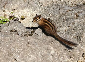 Close-up of an animal