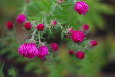 Close-up of pink flowering plants