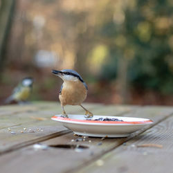 Close-up of bird perching on a table