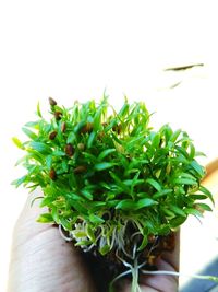 Close-up of hand holding plant against white background