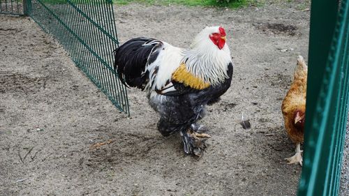 Close-up of rooster in cage