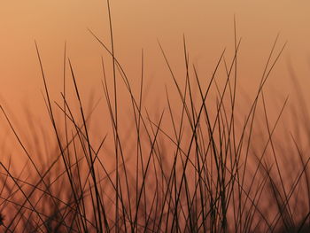 Close-up of stalks against sky during sunset