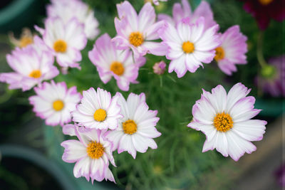 High angle view of flowering plants