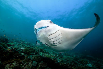 View of fish swimming in sea