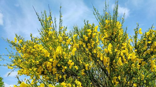 Low angle view of yellow flowers