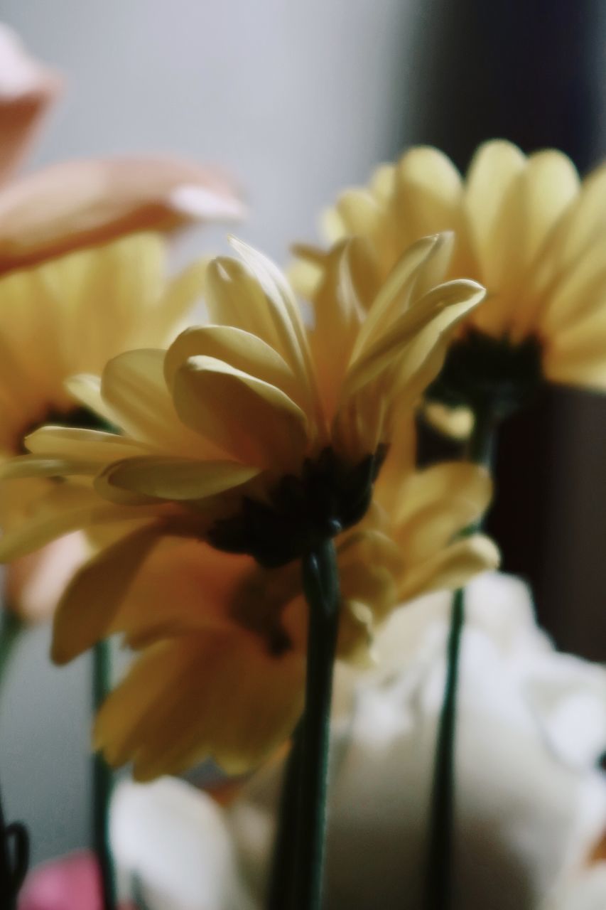 CLOSE-UP OF FLOWER VASE