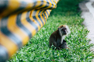 Monkey on field