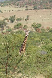 View of giraffe standing on landscape