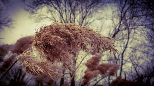 Close-up of wilted plant