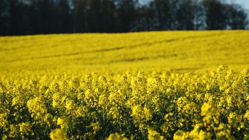 Scenic view of oilseed rape field