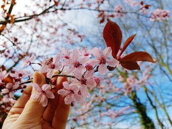 Low angle view of pink flowers on branch