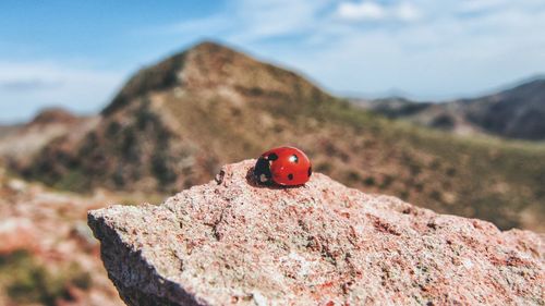 Close-up of ladybug on rock in el cabo de gata, spain