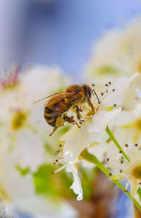 Close-up of bee pollinating on flower