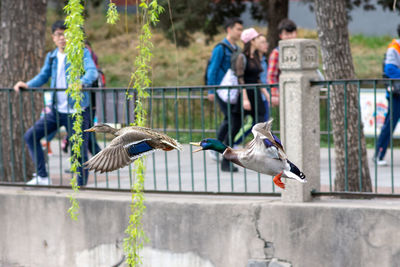 Full length of man eating bird flying against blurred background