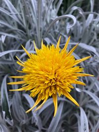 Close-up of yellow flower