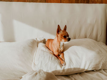 Dog relaxing on bed