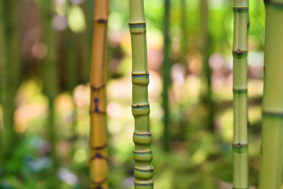 Close-up of bamboo plants