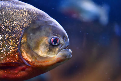 Close-up of fish swimming in aquarium