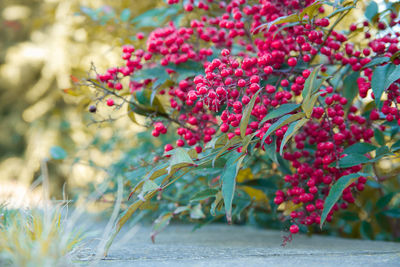 Close-up of red berries on plant