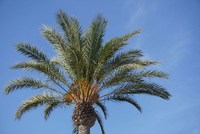 Low angle view of palm trees