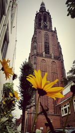 Low angle view of yellow flowering plant against building