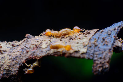 Close-up of insect on branch against blurred background