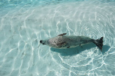 Dolphin swimming in sea