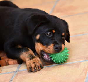 Portrait of black dog lying on floor