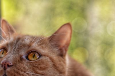 Close-up of a cat looking away