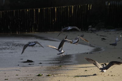 Seagulls on shore at beach