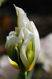 Close-up of white flower