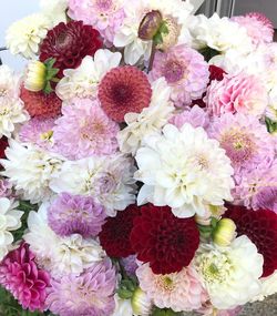 High angle view of various flowers on plant