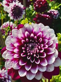 Close-up of pink dahlia flowers