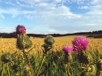 Close-up of thistle flowers on field against sky