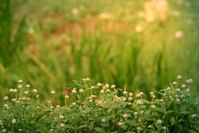 Close-up of flowering plants on land