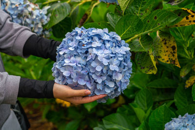 Close-up of hand holding purple hydrangea flowers