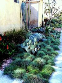 Plants growing in front of wall