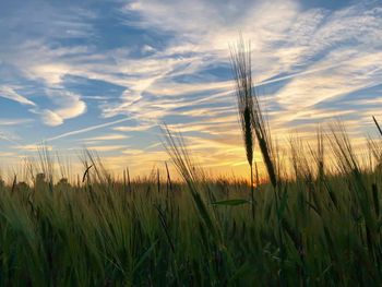 Wheat field against sky during sunset