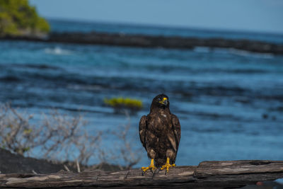 Golden eagle perching on driftwood against sea