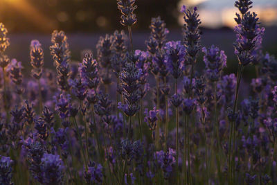 Close-up of purple flowering plants on field