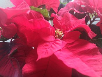 Close-up of red flowering plant