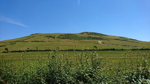 Scenic view of field against clear blue sky